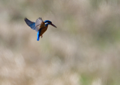 ホバ　３/１９⓬