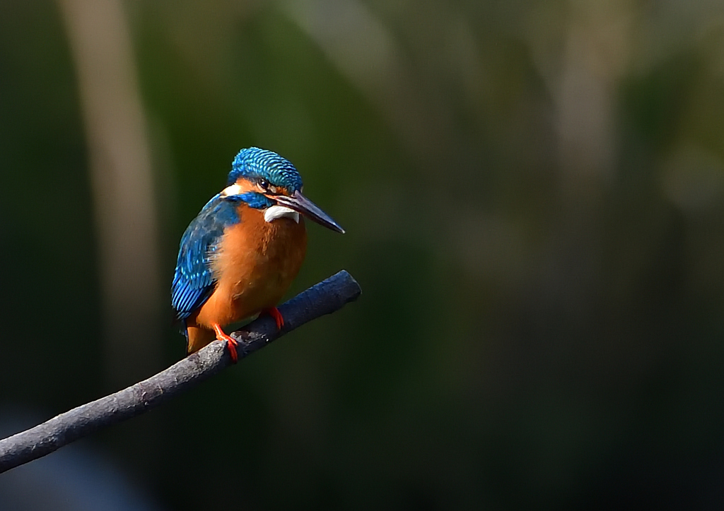 止まり木　４/４