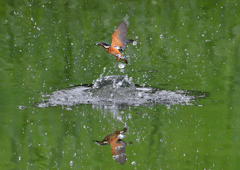 水飛沫　７/３１➃