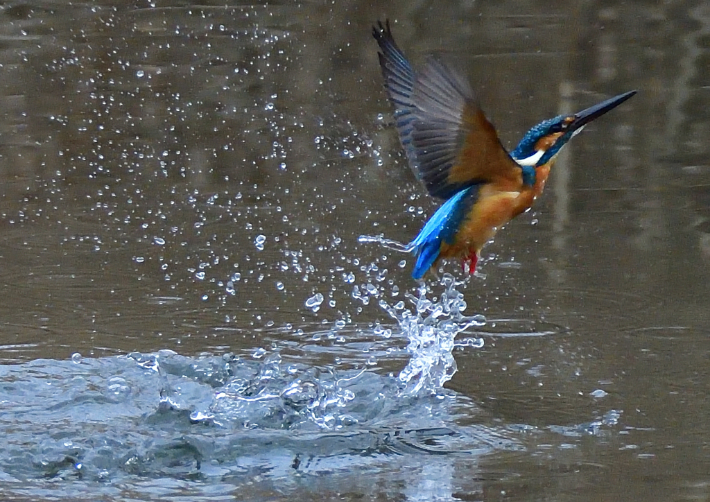 いつもの公園　２/１３❶