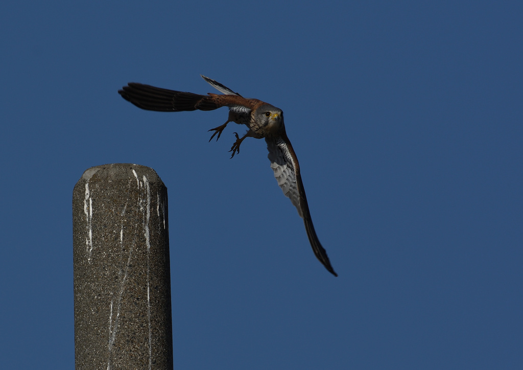 オスのチョウゲンボウ　１２/２３❸