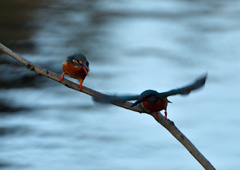 オスとメス　１２/３