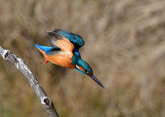いつもの公園で　１２/６❷