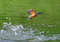 いつもの公園　８/１１❼