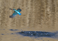 ダイブ　２/２７❷