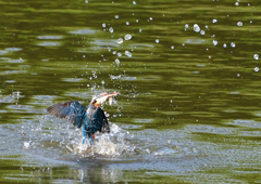 魚を・・・・・・　５/５❻