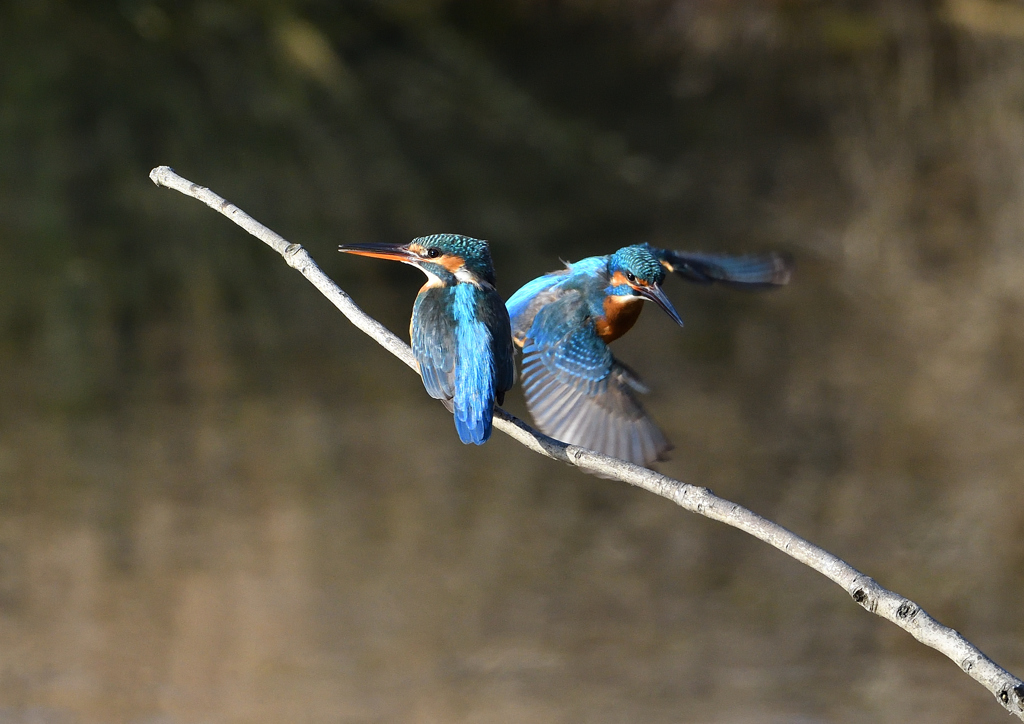 _190125_084132 DSC_6250