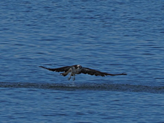 ミサゴ　１０/１４❷