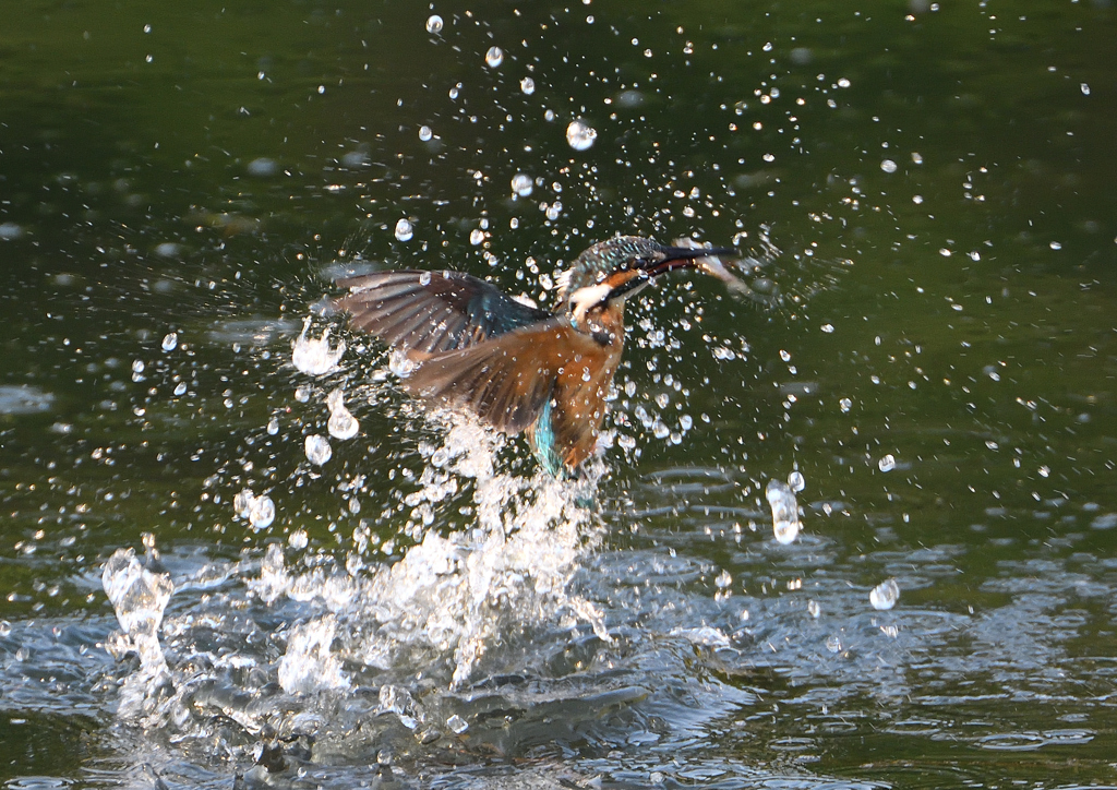 魚を・・・・　８/１❸