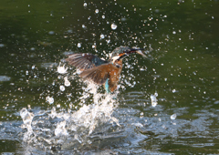 魚を・・・・　８/１❸