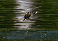 ダイブ　５/２４❻