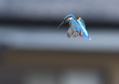 ホバリング　５/６❹