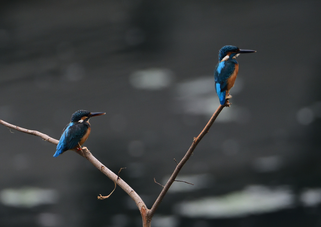 2羽のカワセミ①