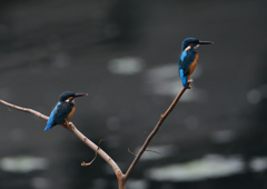 2羽のカワセミ①