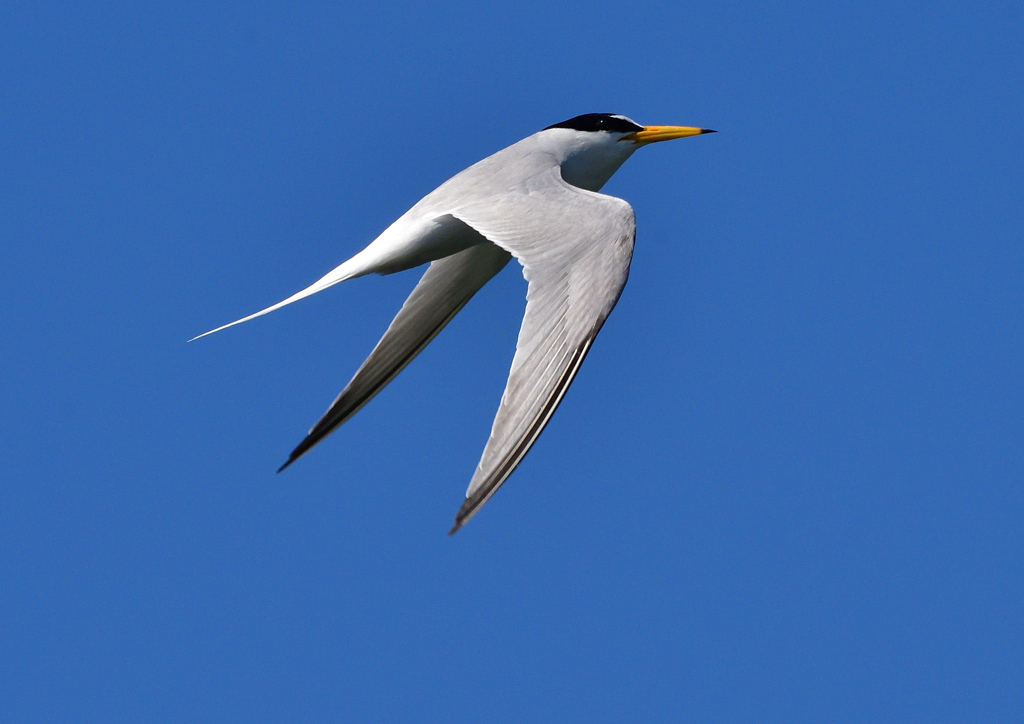 コアジサシ　５/２９❷