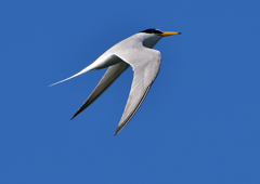 コアジサシ　５/２９❷