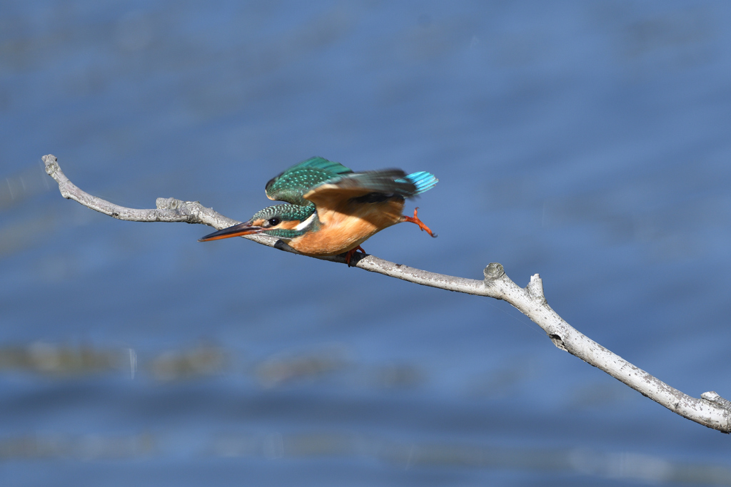 _190305_093750 DSC_6670