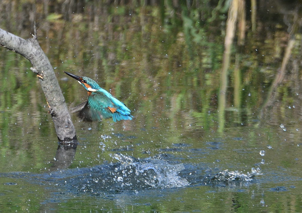 ダイブ　５/１０❸