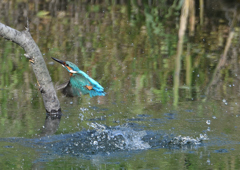 ダイブ　５/１０❸