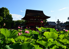 伊賀八幡宮　６/２３