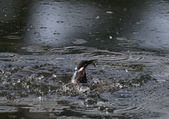 ダイブ　８/１９❸