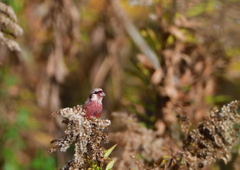 赤い鳥　１２/１１❶