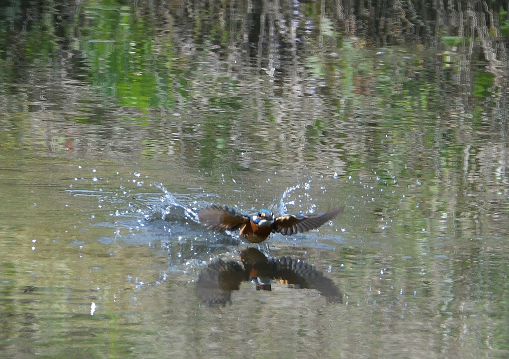 ダイブ　４/１９❷