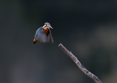 _191031_073655 DSC_7882