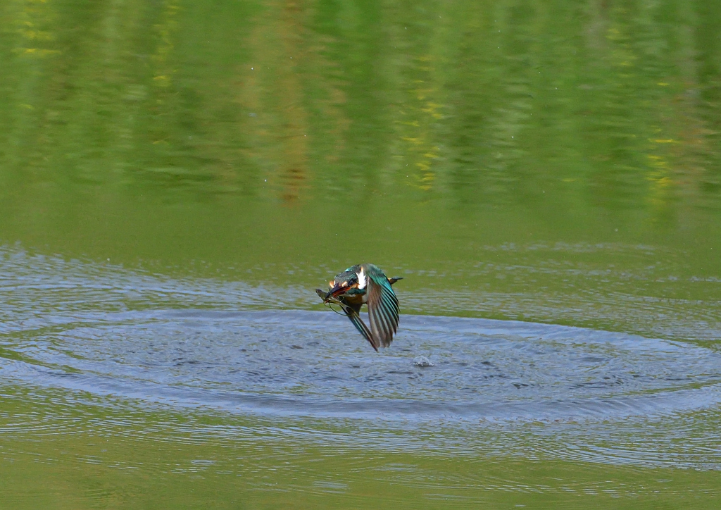 魚を・・・・・・　５/１８❷