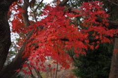 紅葉　１２/１２❷