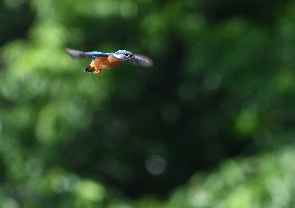 ホバ　５/１５❹