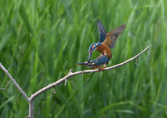 カワセミの交尾　５/２６❽