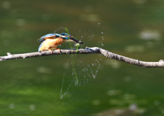 止まり木　８/７