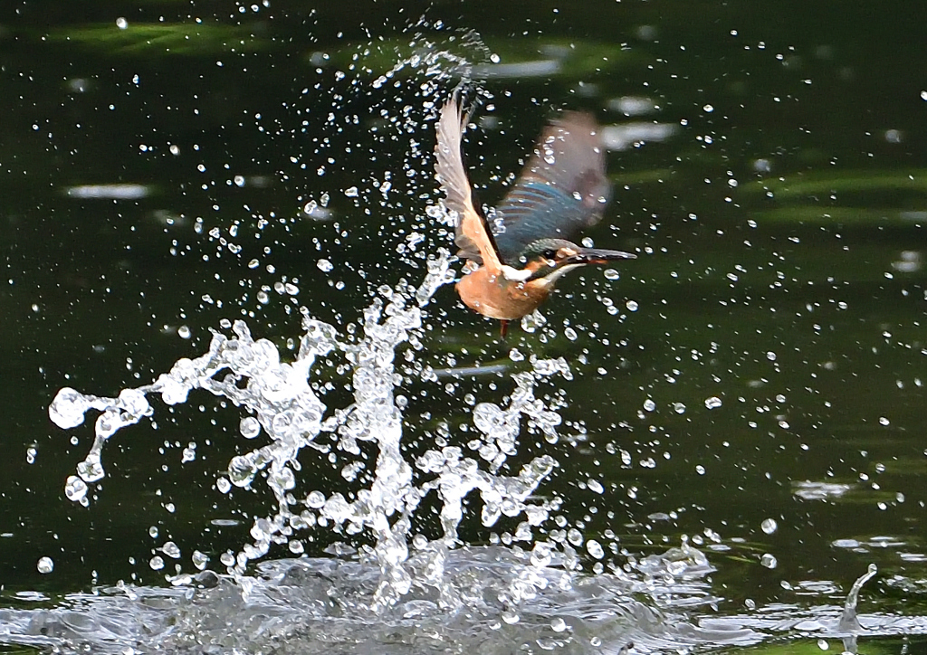 水飛沫　７/２８②