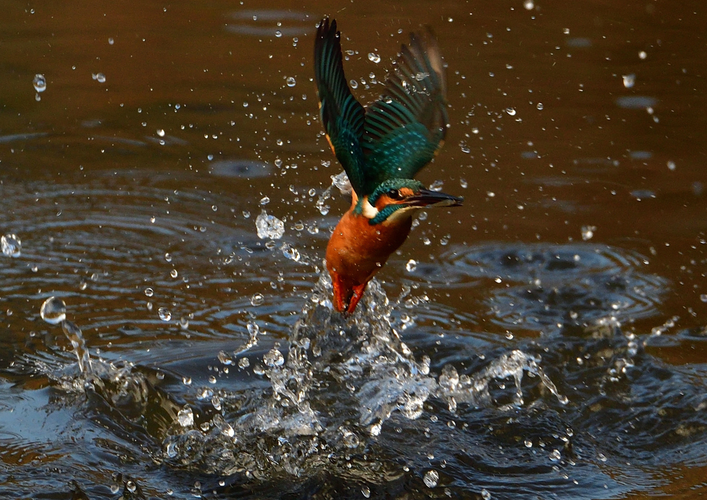 いつもの公園で　１１/３０❷