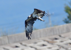 ミサゴ　１０/１２❸