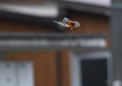 ホバ　４/１２❸