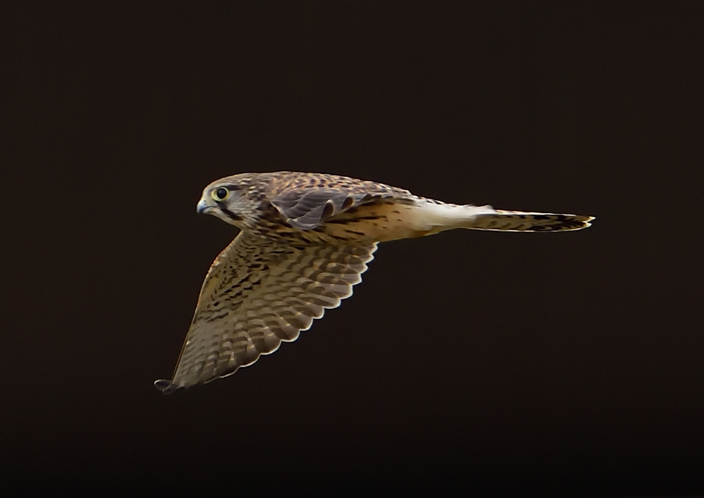 チョウゲンボウ　６/９❾