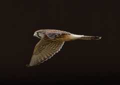 チョウゲンボウ　６/９❾