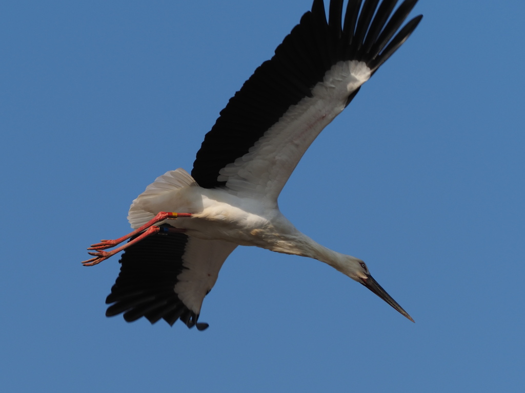 コウノトリ　２/２１❻