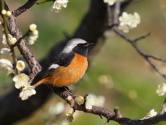 ジョウビタキ　２/２５