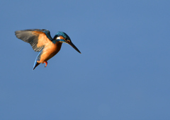 ホバ　１１/１７❷