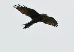 サシバの飛翔　９/２７❽