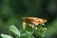 ヒョウモンチョウ