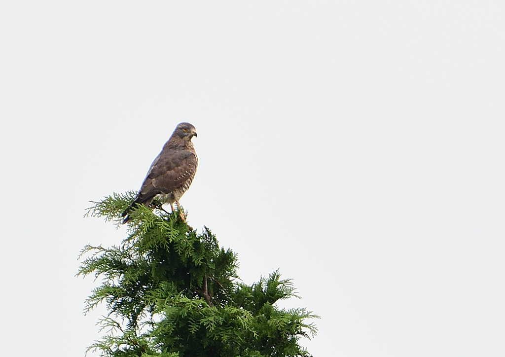 サシバ　９/２７