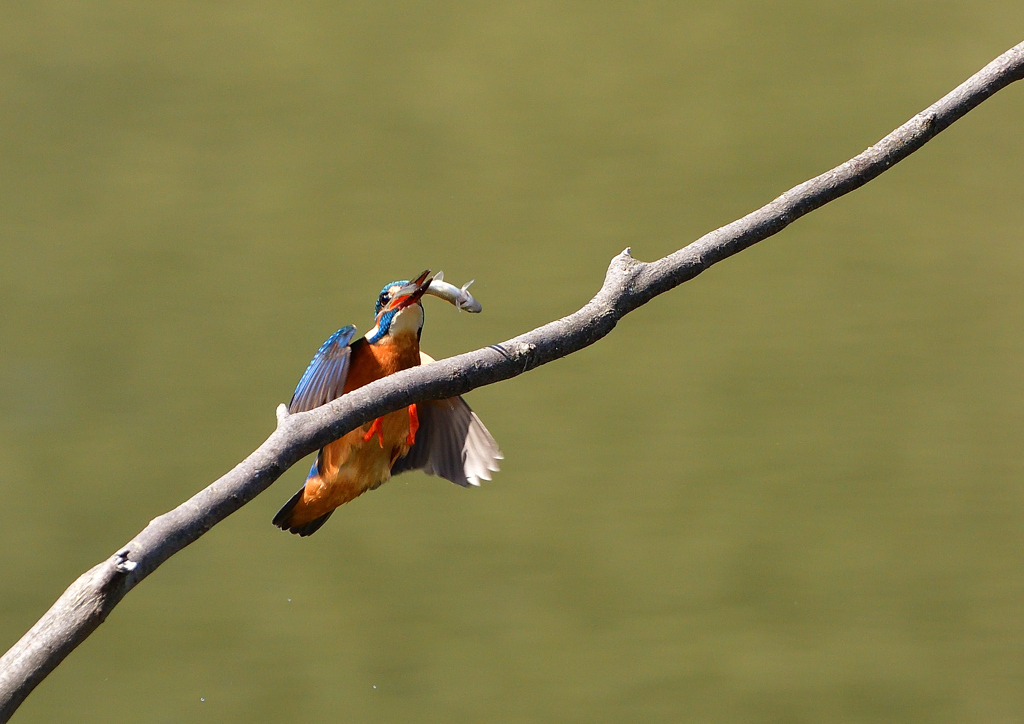 魚を・・・・　４/１０❹