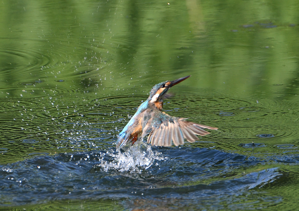 飛沫　８/２６❼