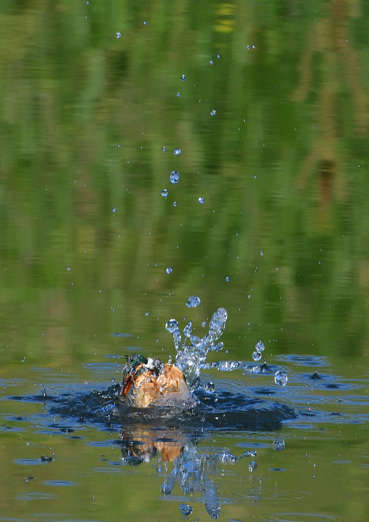 魚を・・・・・・　５/２０❶