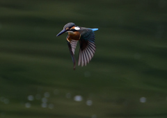 いつもの公園　７/１９➇