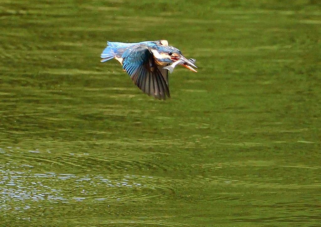 魚を・・・・・・　５/５➓